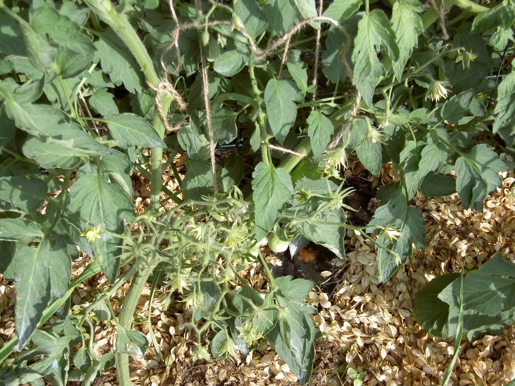 Photo Sharing and Video Hosting at Photobucket